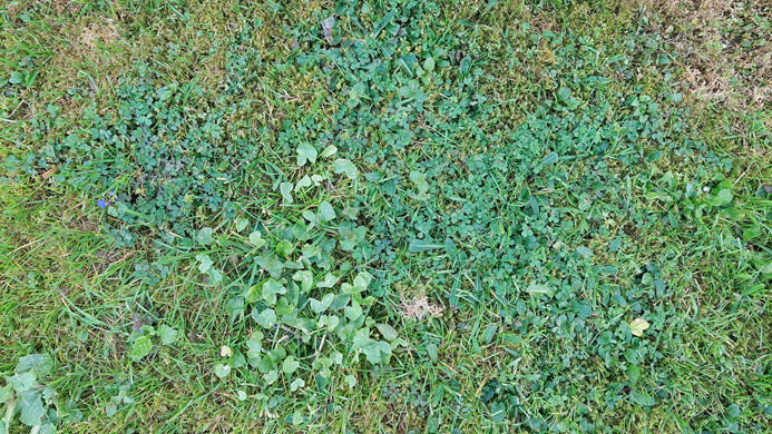 GRASS GREEN 1 LT GRASS GREEN 1 LT