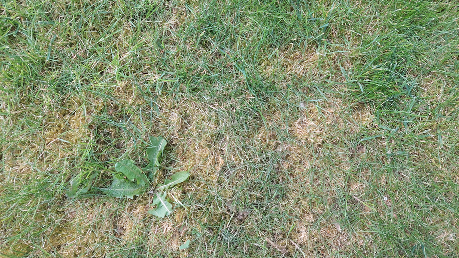 G. GRASS GREEN 1 LT 3ER SET G. GRASS GREEN 1 LT 3ER SET